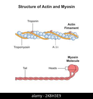 Conception scientifique de la structure de l'actine et de la myosine. Symboles colorés. Illustration vectorielle. Illustration de Vecteur