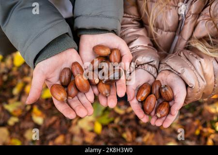 enfants tenant un tas d'acorns Banque D'Images