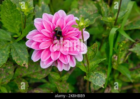 Bumblebee tricheuse Banque D'Images