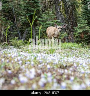 Le cerf mulet grache des fleurs sauvages dans l'arrière-pays du parc national de Sequoia Banque D'Images