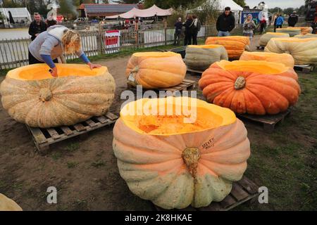 Kasterlee, Belgique. 23rd octobre 2022. Un membre du personnel creuse une citrouille pour la régate de citrouille dans le village de Lichtaart de Kasterlee, en Belgique, le 23 octobre 2022. L'édition 13th de la régate de citrouille est un concours de kayak en Belgique, qui attire les participants à s'asseoir et à concourir dans de grandes citrouilles creuses. Selon les organisateurs locaux, le poids de chaque citrouille qui a été faite dans un bateau pourrait atteindre des centaines de kilogrammes. Credit: Zheng Huansong/Xinhua/Alay Live News Banque D'Images