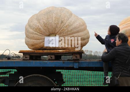 Kasterlee, Belgique. 23rd octobre 2022. Les gens regardent des citrouilles dans le village de Lichtaart de Kasterlee, en Belgique, le 23 octobre 2022. L'édition 13th de la régate de citrouille est un concours de kayak en Belgique, qui attire les participants à s'asseoir et à concourir dans de grandes citrouilles creuses. Selon les organisateurs locaux, le poids de chaque citrouille qui a été faite dans un bateau pourrait atteindre des centaines de kilogrammes. Credit: Zheng Huansong/Xinhua/Alay Live News Banque D'Images