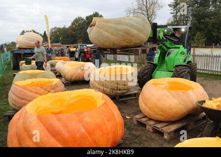 Kasterlee, Belgique. 23rd octobre 2022. Un membre du personnel transporte des bateaux de citrouille dans le village de Lichtaart de Kasterlee, en Belgique, le 23 octobre 2022. L'édition 13th de la régate de citrouille est un concours de kayak en Belgique, qui attire les participants à s'asseoir et à concourir dans de grandes citrouilles creuses. Selon les organisateurs locaux, le poids de chaque citrouille qui a été faite dans un bateau pourrait atteindre des centaines de kilogrammes. Credit: Zheng Huansong/Xinhua/Alay Live News Banque D'Images