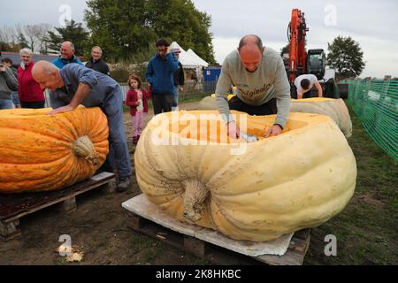 Kasterlee, Belgique. 23rd octobre 2022. Les membres du personnel creuent les citrouilles pour la régate de citrouille dans le village de Lichtaart de Kasterlee, en Belgique, le 23 octobre 2022. L'édition 13th de la régate de citrouille est un concours de kayak en Belgique, qui attire les participants à s'asseoir et à concourir dans de grandes citrouilles creuses. Selon les organisateurs locaux, le poids de chaque citrouille qui a été faite dans un bateau pourrait atteindre des centaines de kilogrammes. Credit: Zheng Huansong/Xinhua/Alay Live News Banque D'Images