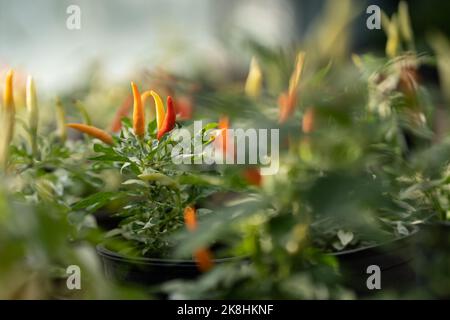 Faire pousser des poivrons chauds dans des pots noirs pour les vendre sur le marché agricole ou cuisiner des aliments naturels Banque D'Images
