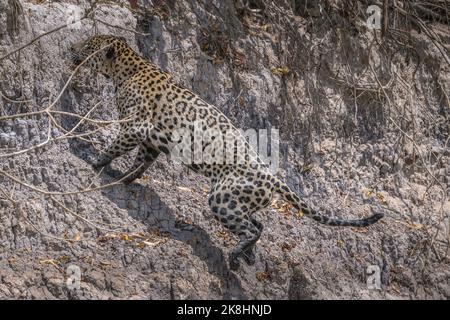 Jaguar se délaison de l'eau sur une rive abrupte de la rivière Banque D'Images