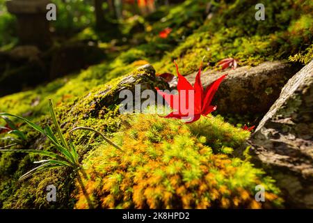 Superbe vue, couleur d'automne au temple Jojakko-ji, Japon en automne autour de novembre Banque D'Images