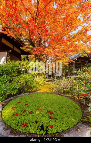Superbe vue, couleur d'automne au temple Jojakko-ji, Japon en automne autour de novembre Banque D'Images