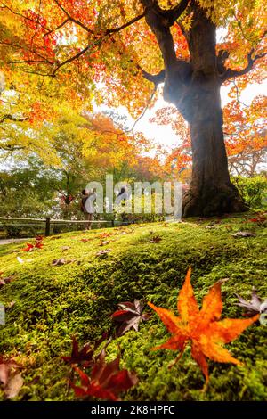 Superbe vue, couleur d'automne au temple Jojakko-ji, Japon en automne autour de novembre Banque D'Images