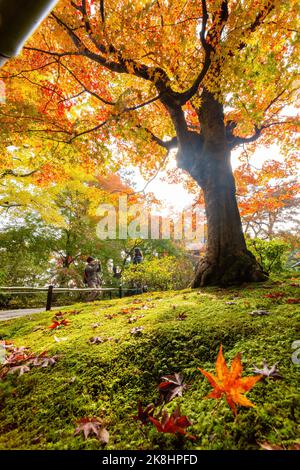 Superbe vue, couleur d'automne au temple Jojakko-ji, Japon en automne autour de novembre Banque D'Images