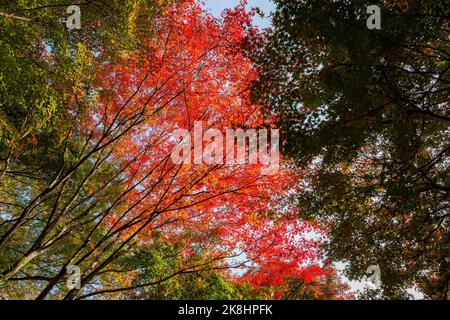 Superbe vue, couleur d'automne au temple Jojakko-ji, Japon en automne autour de novembre Banque D'Images
