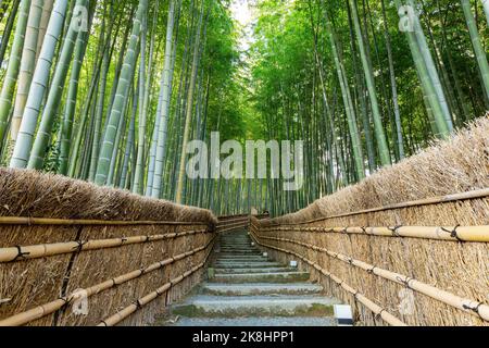 Vue ensoleillée sur la forêt de bambous à Adashino Nenbutsu Ji à Kyoto Banque D'Images