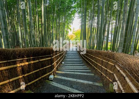 Vue ensoleillée sur la forêt de bambous à Adashino Nenbutsu Ji à Kyoto Banque D'Images