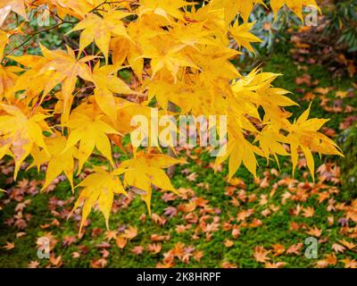 Superbe vue, couleur d'automne au temple Jojakko-ji, Japon en automne autour de novembre Banque D'Images