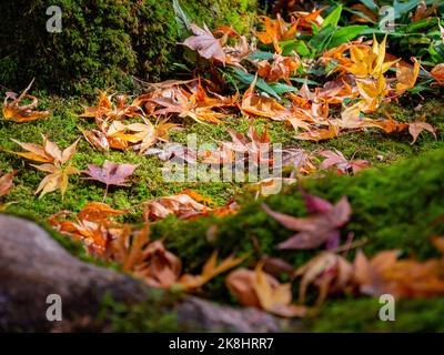 Superbe vue, couleur d'automne au temple Jojakko-ji, Japon en automne autour de novembre Banque D'Images