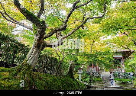 Superbe vue, couleur d'automne au temple Jojakko-ji, Japon en automne autour de novembre Banque D'Images