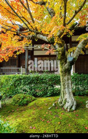Superbe vue, couleur d'automne au temple Jojakko-ji, Japon en automne autour de novembre Banque D'Images