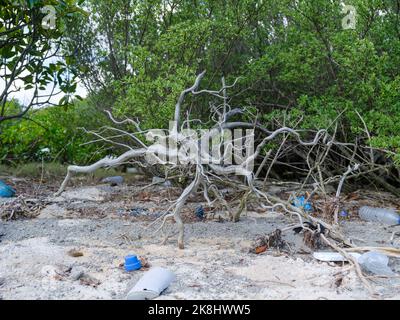 Racines de mangrove Banque D'Images