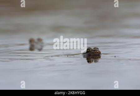 Deux mâles adultes reproducteurs de grenouilles léopard (Lithobates pipipiens) du comté de Jefferson, Colorado, États-Unis. Banque D'Images