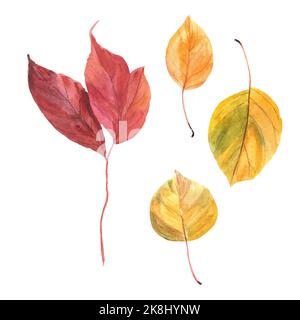Feuilles rouges et jaunes sur fond blanc. Isolats. Dessin aquarelle à la main. Banque D'Images