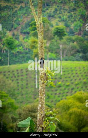 Un petit oiseau noir connu sous le nom de pic d'Acorn (Melanerpes formicivinorus) est des perches dans un arbre Banque D'Images