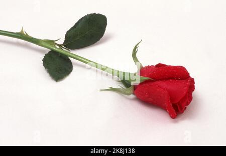 IMAGE DE STUDIO D'UNE SEULE ROSE ROUGE (ROSA) SUR UNE SURFACE BLANCHE. Banque D'Images