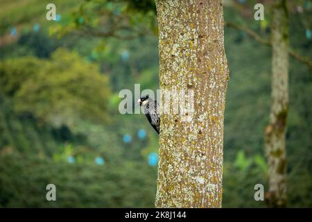 Un petit oiseau noir connu sous le nom de pic d'Acorn (Melanerpes formicivinorus) est des perches dans un arbre Banque D'Images