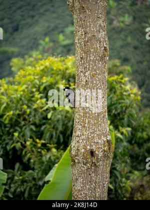 Un petit oiseau noir connu sous le nom de pic d'Acorn (Melanerpes formicivinorus) est des perches dans un arbre Banque D'Images