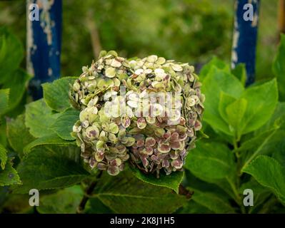 Fleurs vertes et roses connues sous le nom de Hortensia, Penny Mac ou Bigleaf, French, Lacecap ou Mophhead Hydrangea, (Hydrangea macrophylla) dans un jardin Banque D'Images