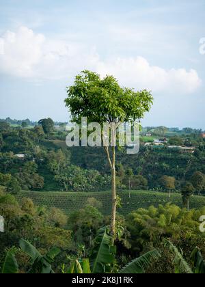L'Avocado (Persea americana), un arbre en une journée ensoleillée Banque D'Images