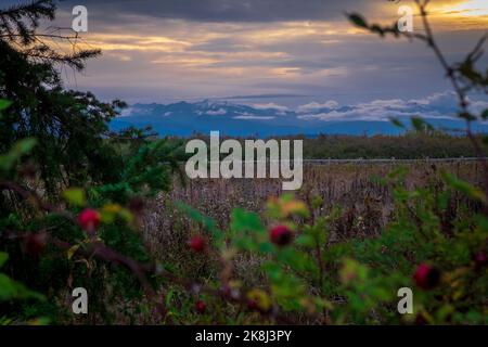 Ebey's Trail, réserve Admiralty Inlet, Whidbey Island, Washington, États-Unis, Péninsule olympique au loin Banque D'Images