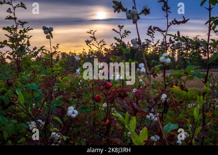 Ebey's Trail, réserve Admiralty Inlet, Whidbey Island, Washington, États-Unis Banque D'Images