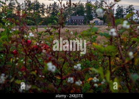 Ebey's Trail, réserve Admiralty Inlet, Whidbey Island, Washington, États-Unis Banque D'Images