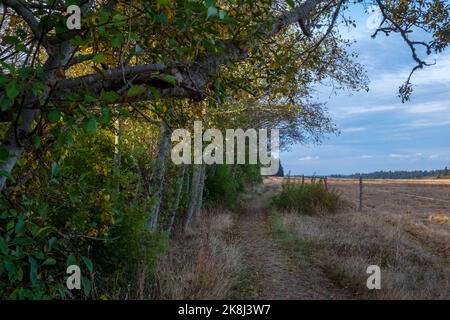 Ebey's Trail, réserve Admiralty Inlet, Whidbey Island, Washington, États-Unis Banque D'Images