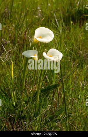 Trois fleurs de Zantedeschia prises dans l'habitat naturel Banque D'Images