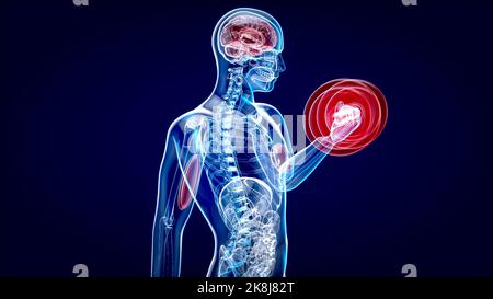 Illustration 3D d'une anatomie d'un homme à rayons X. Le biceps se courbe Banque D'Images