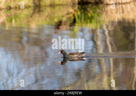 Moorhen [ Gallinula chloropus ] natation sur l'étang avec réflexion Banque D'Images