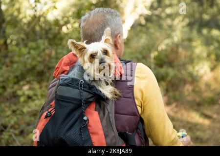 Chien du Yorkshire Terrier à l'intérieur du sac à dos de son propriétaire tout en trekking dans les montagnes Banque D'Images