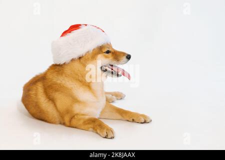 Mignon assis shiba inu chien sur noël chapeau de père noël coincé hors langue drôle. Isolé sur fond blanc Banque D'Images