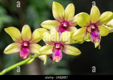 belle fleur d'orchidée floraison à la saison des pluies. Dendrobium Orchidaceae. Banque D'Images