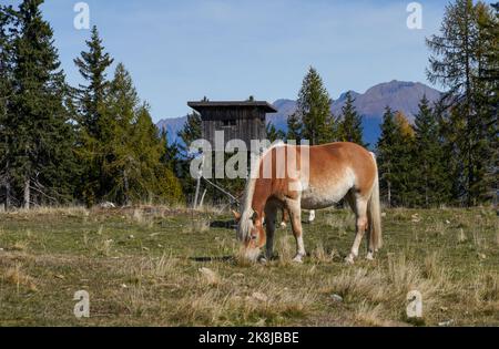 Cheval dans un pâturage dans les montagnes Banque D'Images