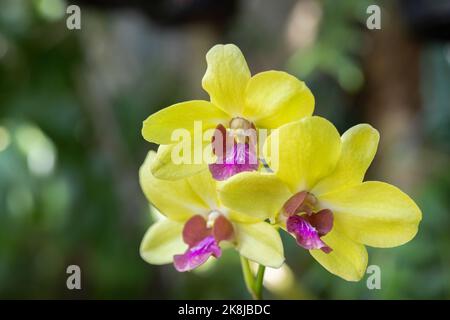 belle fleur d'orchidée floraison à la saison des pluies. Dendrobium Orchidaceae. Banque D'Images