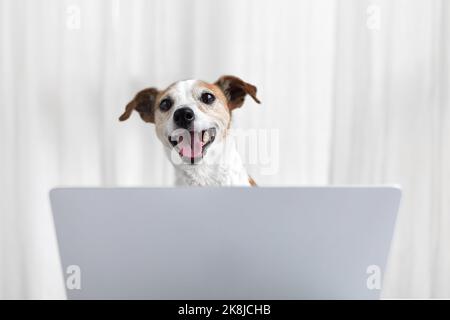 Chien heureux avec ordinateur portable dans la maison blanche Banque D'Images