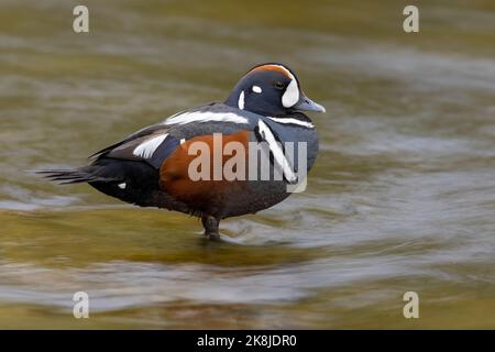 Arlequin plongeur (Histrionicus histrionicus), vue latérale d'un homme adulte reposant dans l'eau, région sud, Islande Banque D'Images