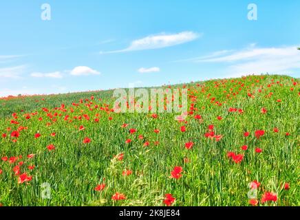 Des coquelicots dans la campagne au début de l'été. Une photo des coquelicots dans la campagne au début de l'été. Banque D'Images