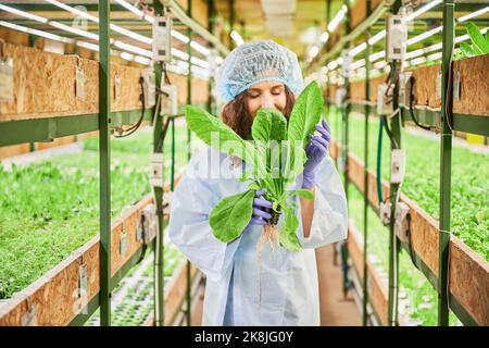 Jardinière féminine sentant des feuilles de moutarde verte en serre. Femme en caoutchouc de jardin gants tenant pot avec plante verte et odeur de feuille aromatique fraîche. Banque D'Images