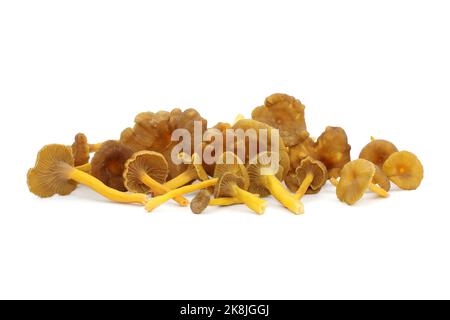 Un bouquet de chanterelles en forme d'entonnoir comestibles sauvages se trouve sur un fond blanc. Calottes brunes avec branchies pâles et tiges creuses jaunes. Banque D'Images