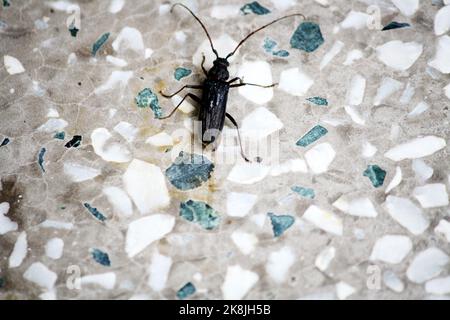 Coléoptère noir (Epicuta pensylvanica) sur sol en mosaïque : (pix SShukla) Banque D'Images