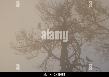 Les arbres et les îles Canaries ravent Corvus corax canariensis dans le brouillard à l'aube. Le parc rural Nublo. Grande Canarie. Îles Canaries. Espagne. Banque D'Images