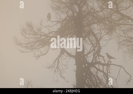 Les arbres et les îles Canaries ravent Corvus corax canariensis dans le brouillard à l'aube. Le parc rural Nublo. Grande Canarie. Îles Canaries. Espagne. Banque D'Images